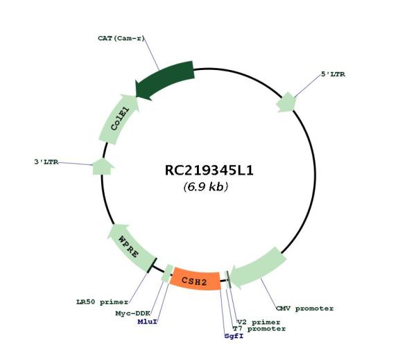 Placental lactogen (CSH2) (NM_022644) Human Tagged Lenti ORF Clone