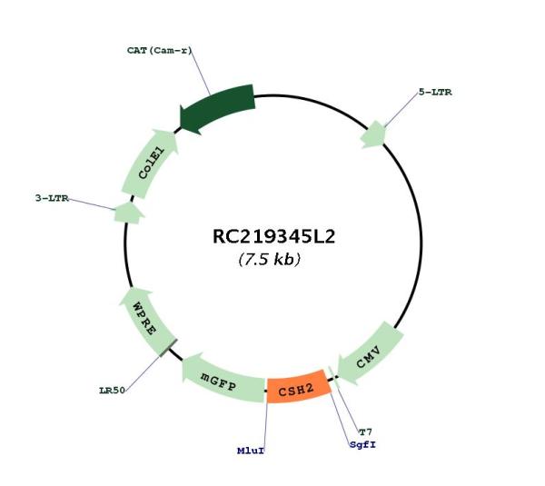 Placental lactogen (CSH2) (NM_022644) Human Tagged Lenti ORF Clone