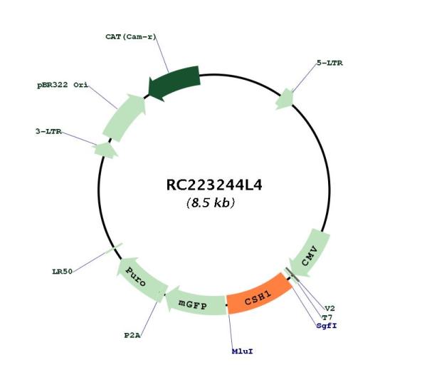 Placental lactogen (CSH1) (NM_022640) Human Tagged Lenti ORF Clone