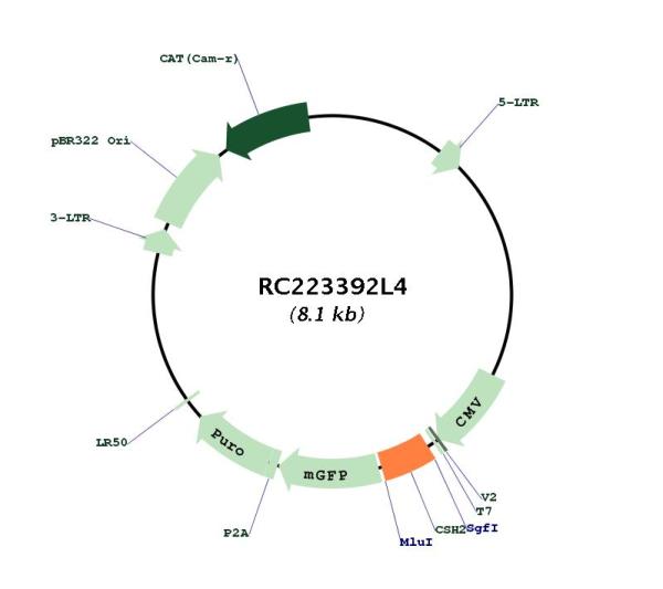 Placental lactogen (CSH2) (NM_022645) Human Tagged Lenti ORF Clone