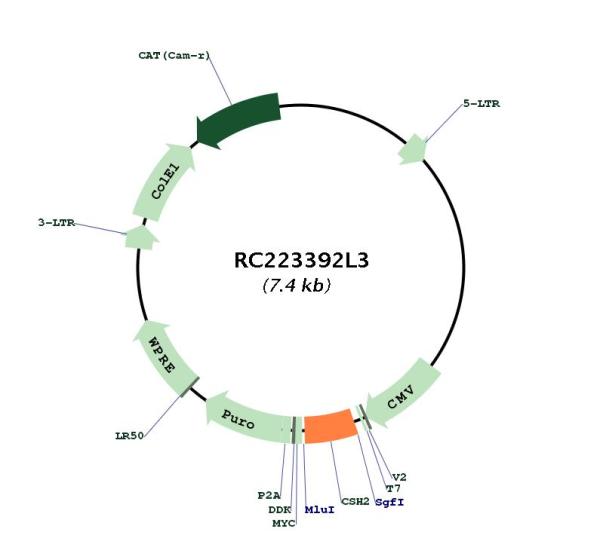 Placental lactogen (CSH2) (NM_022645) Human Tagged Lenti ORF Clone