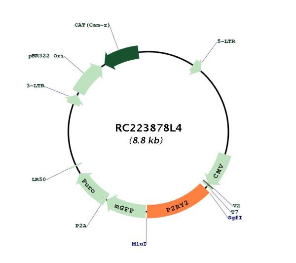 P2Y2 (P2RY2) (NM_176071) Human Tagged Lenti ORF Clone