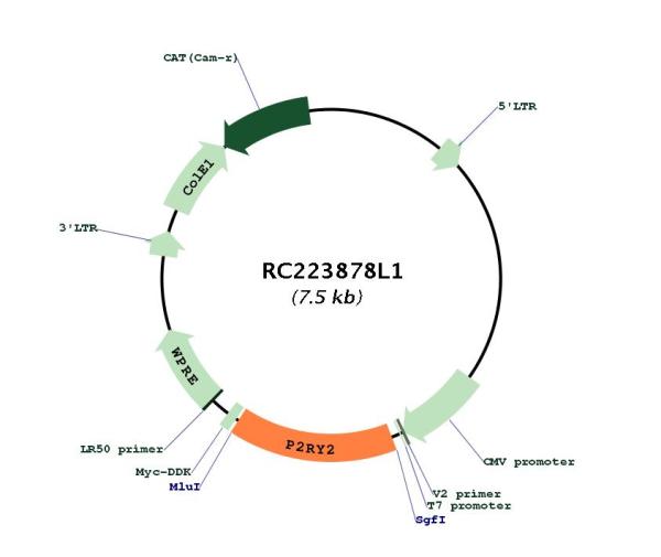 P2Y2 (P2RY2) (NM_176071) Human Tagged Lenti ORF Clone