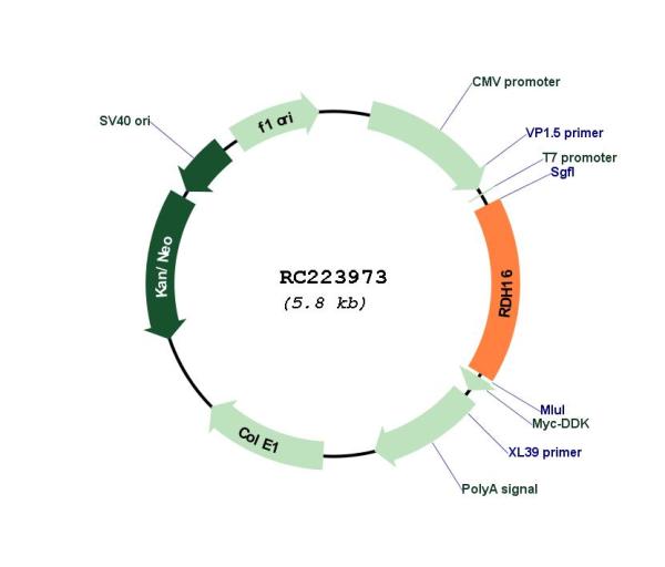 Retinol dehydrogenase 16 (RDH16) (NM_003708) Human Tagged ORF Clone