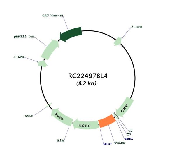 PILRB (NM_175047) Human Tagged Lenti ORF Clone