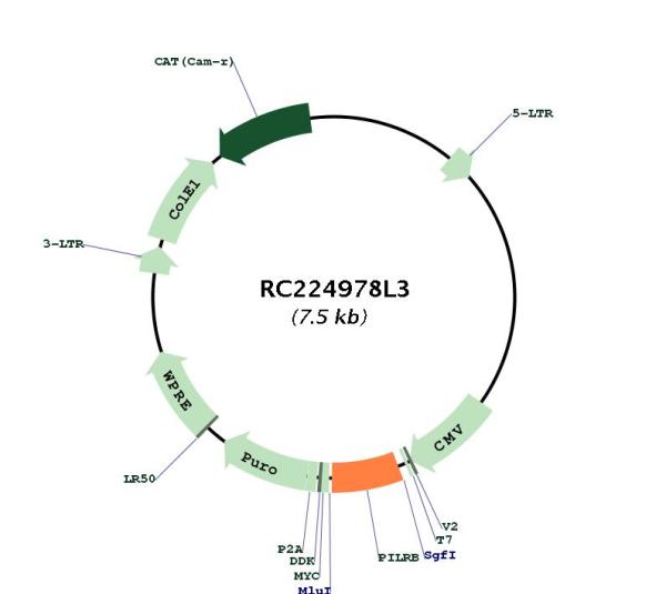 PILRB (NM_175047) Human Tagged Lenti ORF Clone