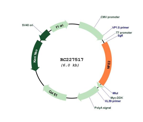 Nuclear Factor Erythroid Derived 2 (NFE2) (NM_001136023) Human Tagged ORF Clone