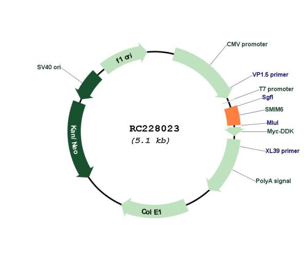 Small integral membrane protein 6 (SMIM6) (NM_001162997) Human Tagged ORF Clone