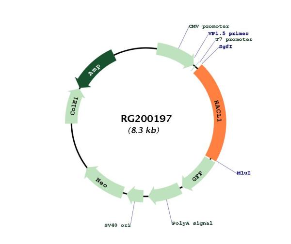 2 Hydroxy phytanoyl CoA lyase (HACL1) (NM_012260) Human Tagged ORF Clone