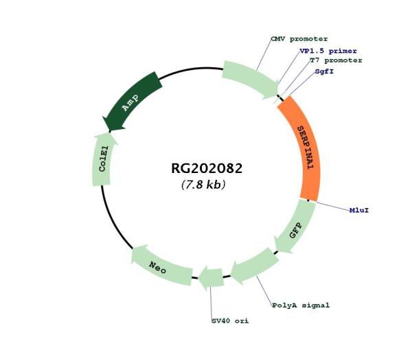 alpha 1 Antitrypsin (SERPINA1) (NM_000295) Human Tagged ORF Clone