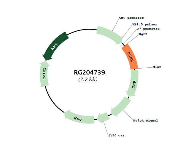 Placental lactogen (CSH2) (NM_020991) Human Tagged ORF Clone