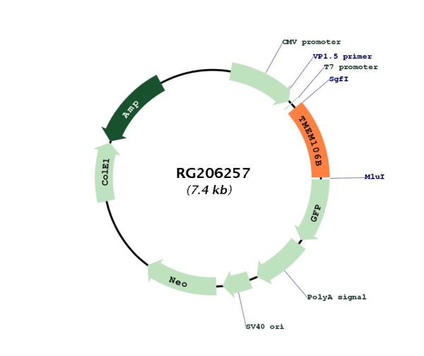 TMEM106B (NM_018374) Human Tagged ORF Clone