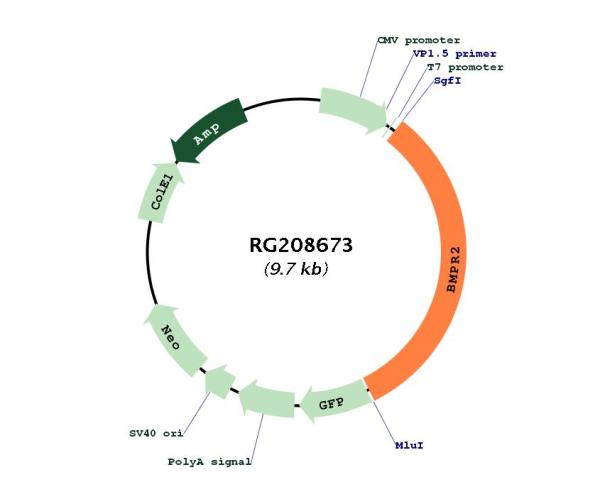 BMPR2 (NM_001204) Human Tagged ORF Clone