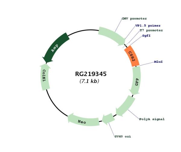 Placental lactogen (CSH2) (NM_022644) Human Tagged ORF Clone