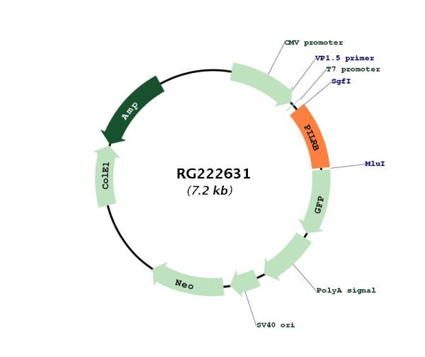 PILRB (NM_178238) Human Tagged ORF Clone