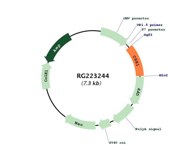 Placental lactogen (CSH1) (NM_022640) Human Tagged ORF Clone