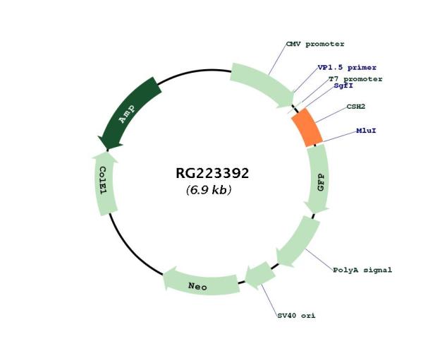 Placental lactogen (CSH2) (NM_022645) Human Tagged ORF Clone