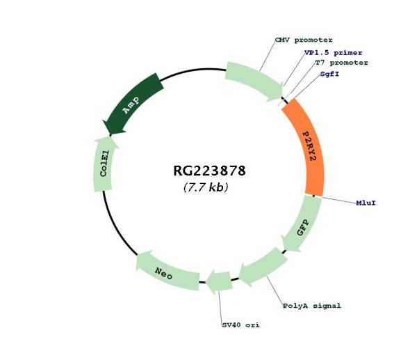 P2Y2 (P2RY2) (NM_176071) Human Tagged ORF Clone