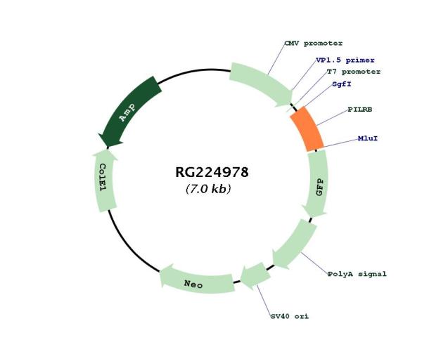 PILRB (NM_175047) Human Tagged ORF Clone