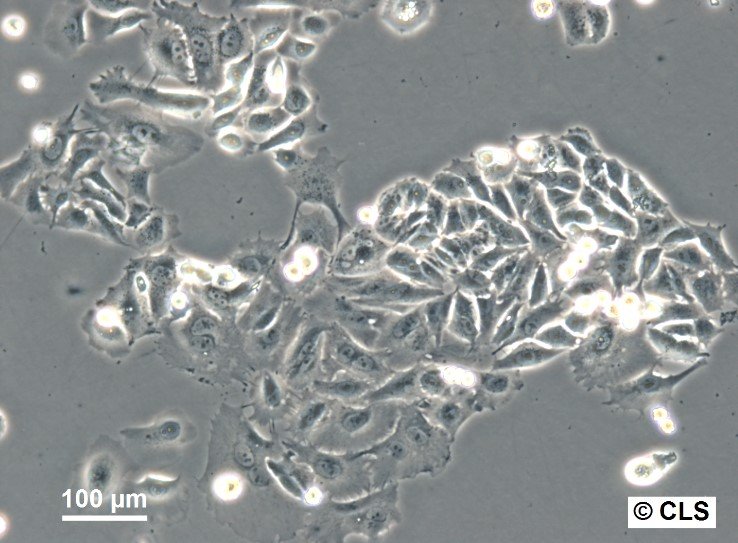 MA-CLS-2 Cells