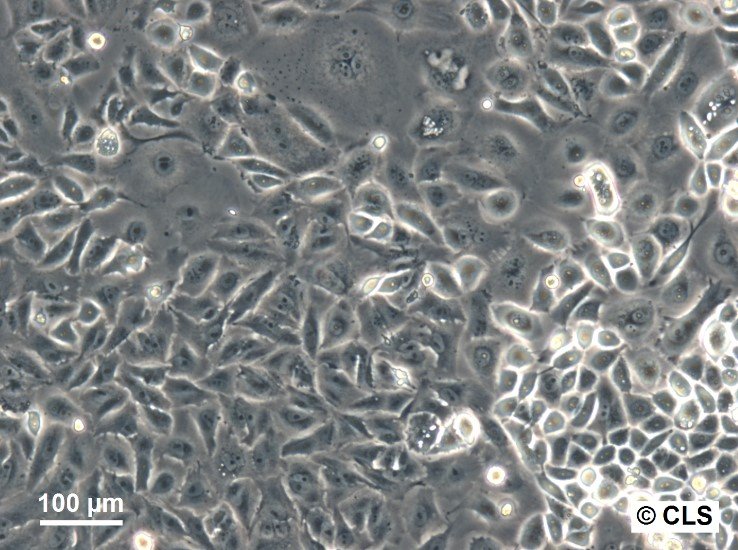 MA-CLS-2 Cells