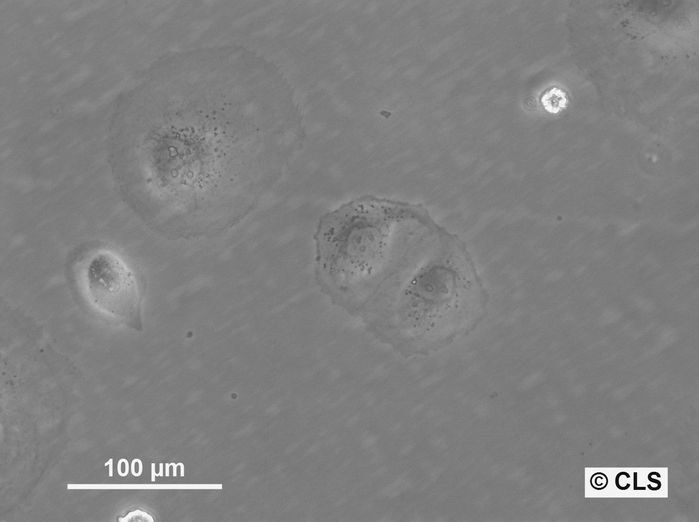 H-MESO-1 Cells