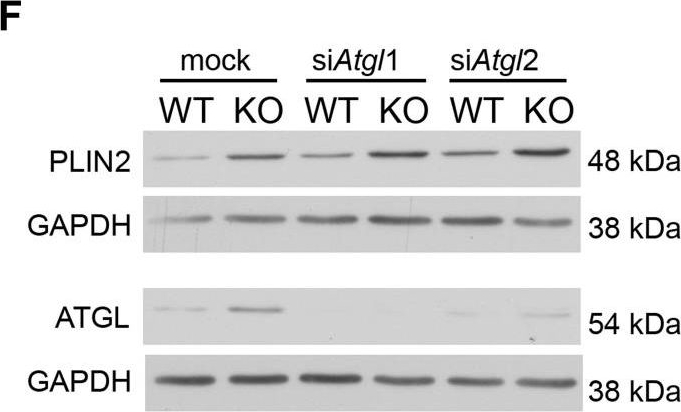 Microtubule-dependent and independent roles of spastin in lipid droplet dispersion and biogenesis.