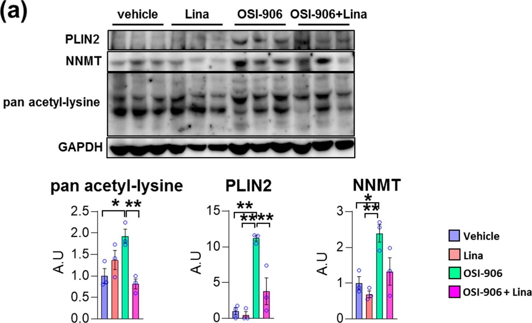 Linagliptin Ameliorates Hepatic Steatosis via Non-Canonical Mechanisms in Mice Treated with a Dual Inhibitor of Insulin Receptor and IGF-1 Receptor.