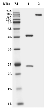 Figure 1 Mouse Anti-EGFR Recombinant Antibody (HPAB-0727-CN) in SDS-PAGE