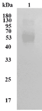 Figure 1 Anti-Human CD47 Antibody in WB