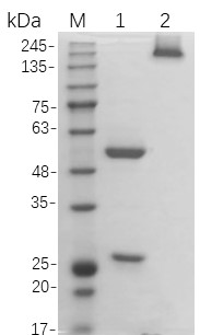 Figure 1 Human Anti-FAP Recombinant Antibody (HPAB-0175-CN) in SDS-PAGE