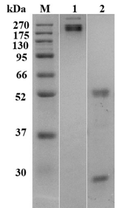 Figure 1 Recombinant Mouse Anti-HSPA1A Antibody (HPAB-0243-YC) in SDS-PAGE