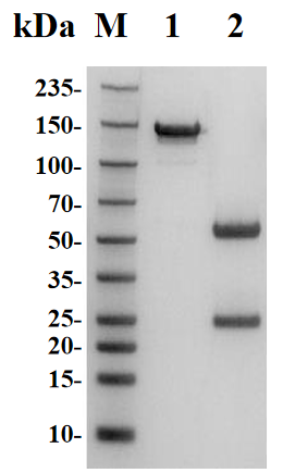 Figure 1 Mouse Anti-ADRB1 Recombinant Antibody (clone DSM ACC3121) (HPAB-0273-YC) in SDS-PAGE