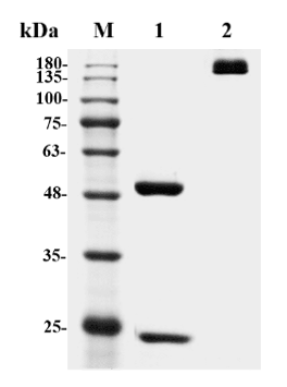 Figure 1 Mouse Anti-MRC2 Recombinant Antibody (HPAB-M0693-YC) in SDS-PAGE