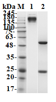 Figure 1 Human IgG1, lambda Isotype Control Antibody (MOB-173CQ) in SDS-PAGE