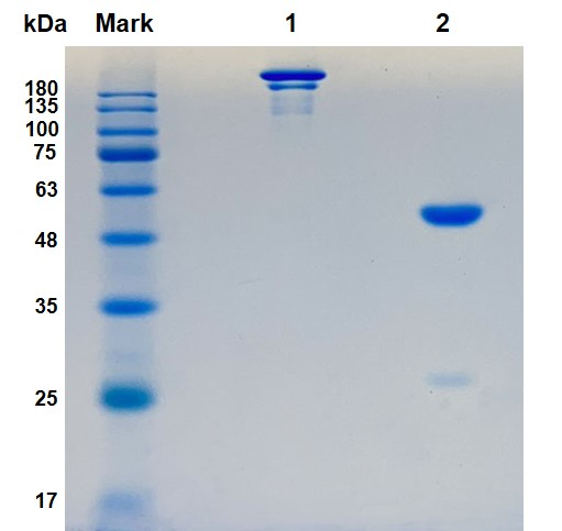 Figure 1 Recombinant Mouse Anti-EBV gH/gL Antibody (PABC-524) in SDS-PAGE