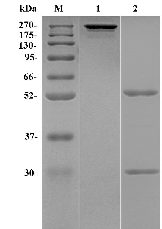 Figure 1 Recombinant Human Anti-DENV E proteins Antibody (PABL-067) in SDS-PAGE