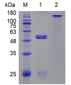 Figure 1 Rabbit Anti-Hypusine Recombinant Antibody (PABL-202) in SDS-PAGE