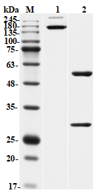 Figure 1 Recombinant Anti-VEEV E2 Antibody (PABL-742) in SDS-PAGE
