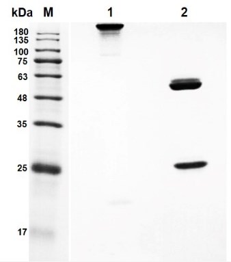 Figure 1 Mouse Anti-LAM Recombinant Antibody (PABW-158) in SDS-PAGE