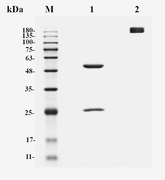 Figure 1 Recombinant Human Anti-EGFR Antibody (PABX-052) in SDS-PAGE