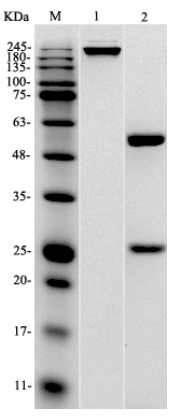 Figure 1 Anti-Mouse TIGIT Recombinant Antibody (TAB-0279CL) in SDS-PAGE