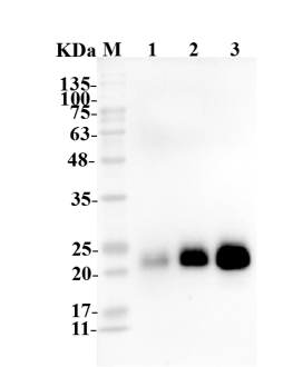 Figure 1 Anti-CTLA4 Antibody (TAB-067) in WB