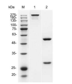 Figure 1 Human Anti-ASGR Recombinant Antibody (TAB-1013CLV) in SDS-PAGE