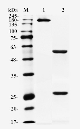 Figure 1 Anti-NCR3LG1 Recombinant Antibody (TAB-1134CL) in SDS-PAGE