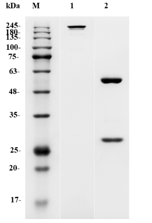 Figure 1 Anti-Human IL5RA Antibody (TAB-222) in SDS-PAGE