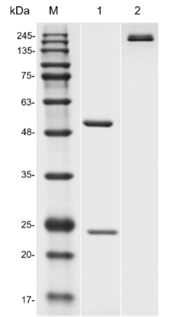 Figure 1 Anti-Human CD5 Recombinant Antibody (TAB-308LC) in SDS-PAGE