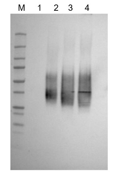 Figure 1 Anti-Human CD79B Recombinant Antibody (TAB-897) in WB