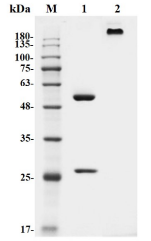 Figure 1 Anti-Human TNFSF11 Antibody (TAB-H18) in SDS-PAGE