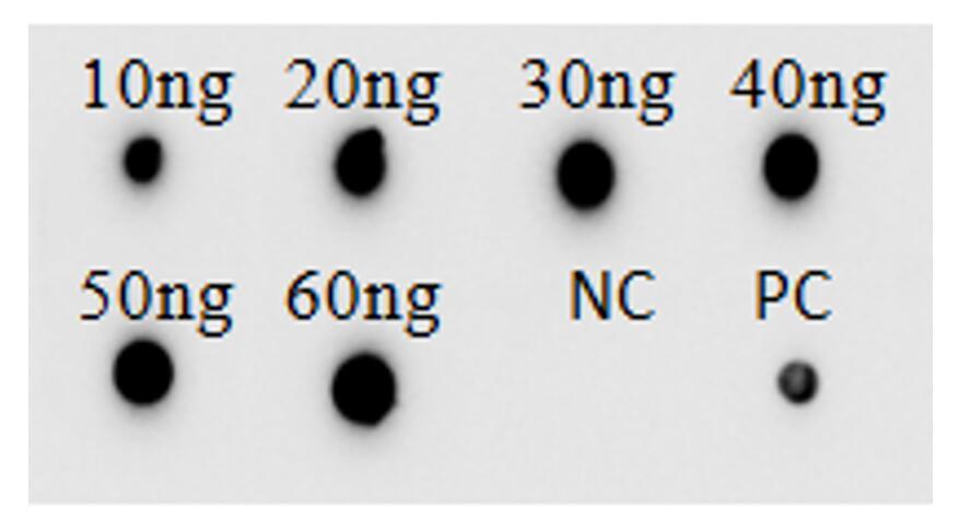 Figure 1 Anti-Human NECTIN4 Therapeutic Antibody (TAB-H25) in DB